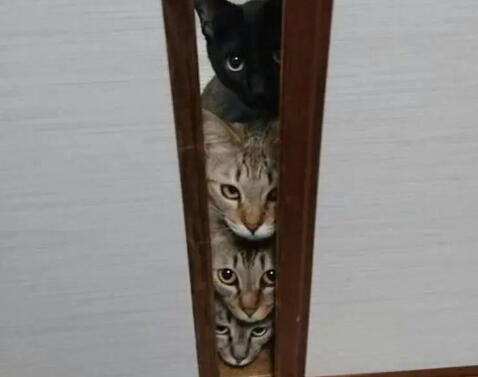 猫咪为什么会躲在门口看你呢 猫咪为什么会躲在门口看你呢