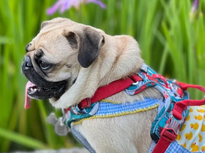 巴哥犬眼屎多怎么办？不妨来了解这些小妙招！