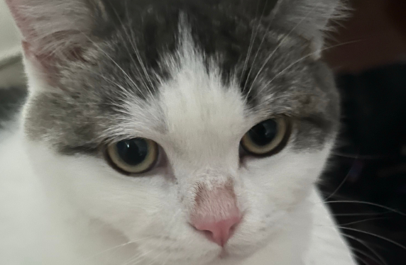 猫咪鼻子突然很湿润什么情况