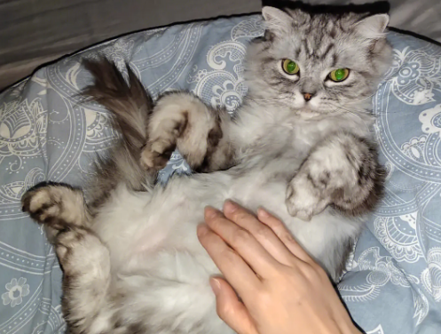 猫咪喜欢摸肚子是怎么回事 猫咪喜欢摸肚子是怎么回事