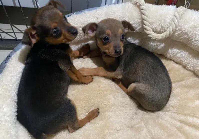 小鹿犬有几种体型？新手如何挑选