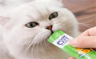 小猫为什么喜欢吃猫条