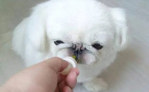 狗狗肠胃炎喝庆大霉素管用吗 狗狗肠胃炎喝庆大霉素管用吗