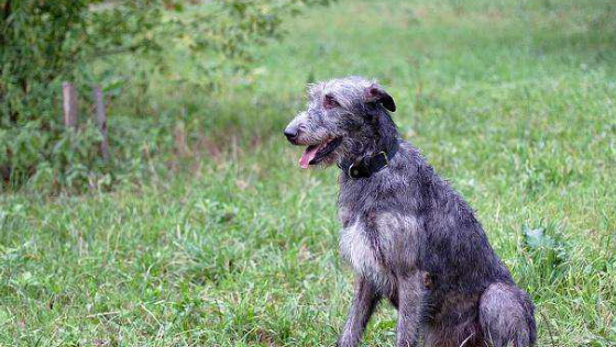 科普：爱尔兰猎狼犬牙结石预防治疗方法是什么？