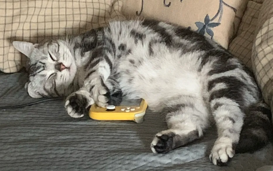 猫咪为什么不用盖被子睡呢