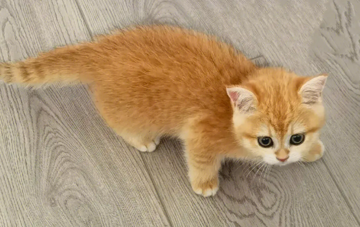金渐层和橘猫区别