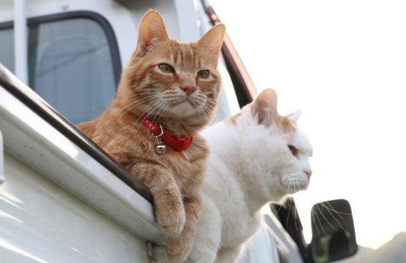 开车老是听到猫咪叫为什么呢