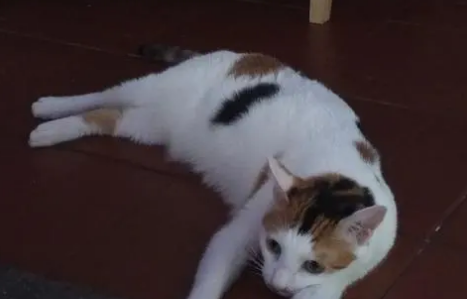 猫咪在地上爬行是为什么