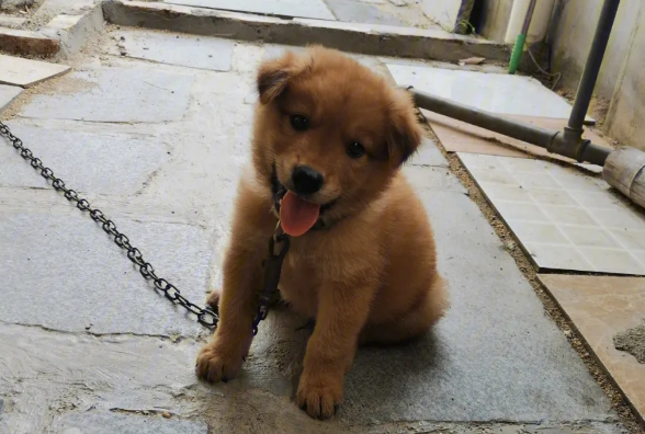 为什么土狗不驱虫也没事 为什么土狗不驱虫也没事