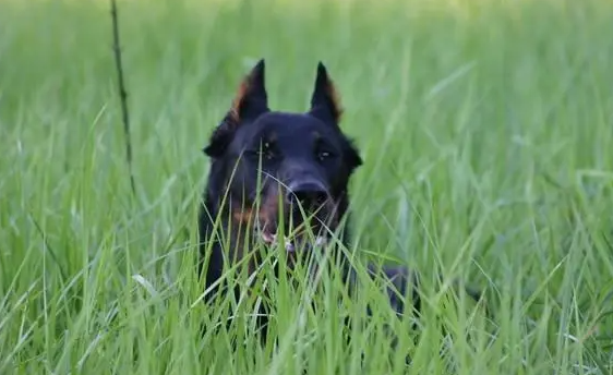 法国狼犬呕吐怎么办？有必要了解一下！