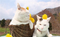 猫做梦都会梦见什么