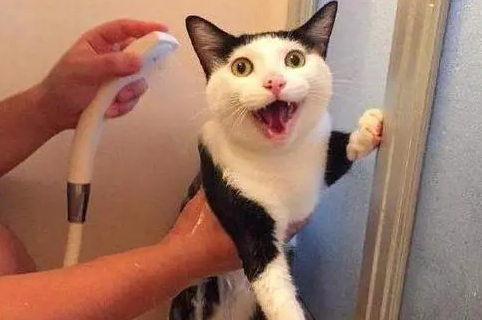 为什么小猫咪抵抗水分 为什么小猫咪抵抗水分