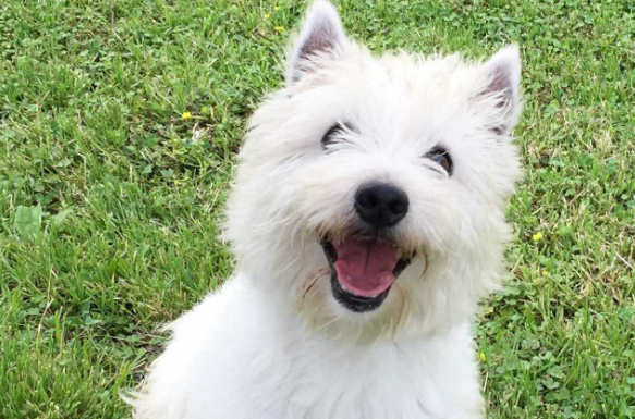 与西高地梗相似的犬