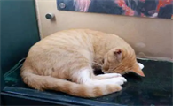 东北的猫咪为什么发往广州