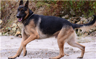 一文告诉你，昆明犬怎样训练坐立。