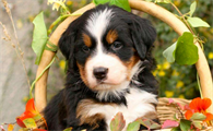 伯恩山犬性格怎么样?来看一看吧