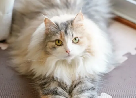 挪威森林猫怎么洗澡?洗澡要准备什么? 挪威森林猫怎么洗澡?洗澡要准备什么?
