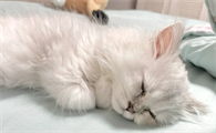 猫咪睡着了没声音是为什么