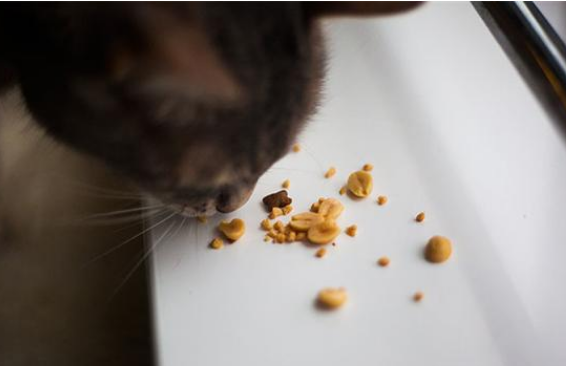 猫咪能不能吃瓜子花生