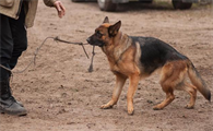 为什么养昆明犬的不多?原来是这样