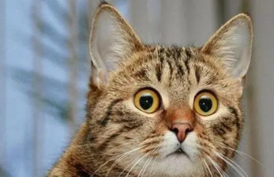 猫猫瞪眼睛是什么意思