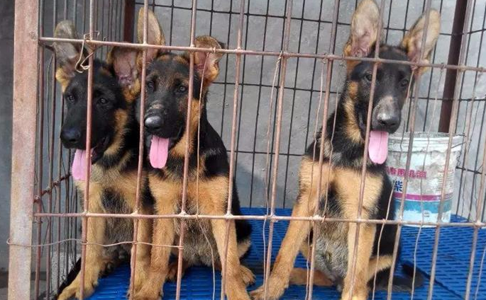 佛山犬舍在哪里