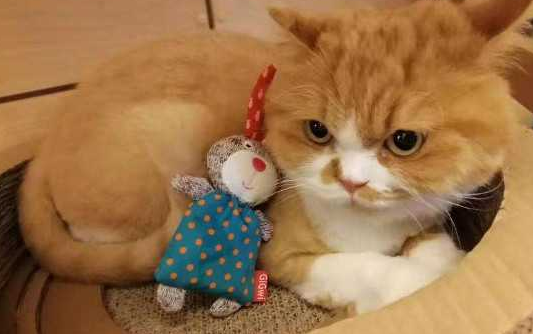 串串猫是土猫吗