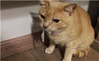 猫咪为什么总流棕色唾液呢