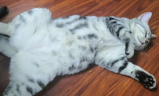 猫咪为什么踩脚印睡觉啊