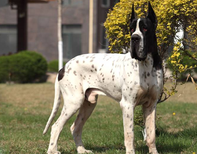 大丹犬掉毛厉害怎么办?轻松解决小妙招 大丹犬掉毛厉害怎么办?轻松解决小妙招