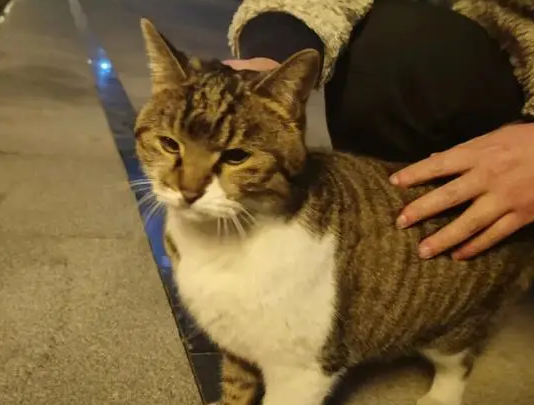 猫走丢了会想念主人吗