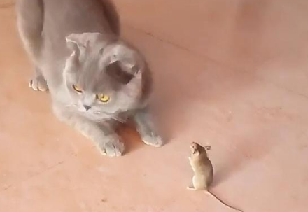 宠物猫能吓走老鼠吗