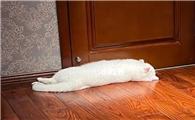 猫咪为什么在房间门口睡觉呢