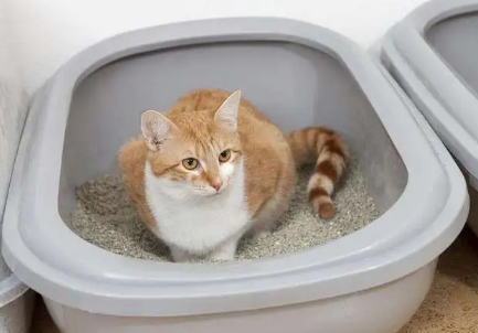 养猫需要准备的东西 养猫需要准备的东西