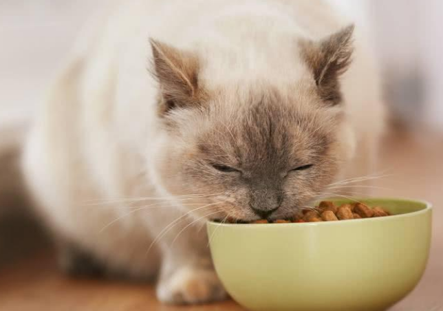 猫什么都吃正常吗
