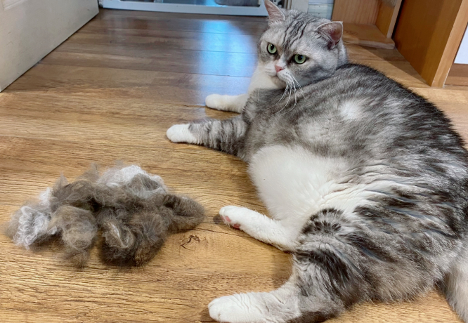 家里的猫咪掉毛怎么办