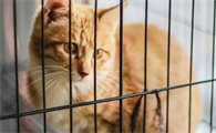 把猫关在笼子里三天会发生什么