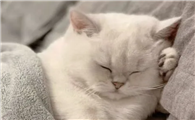 猫咪怀孕乱窜是为什么原因