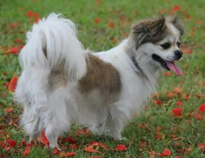 蝴蝶犬皮肤病怎么预防？这篇文章告诉你
