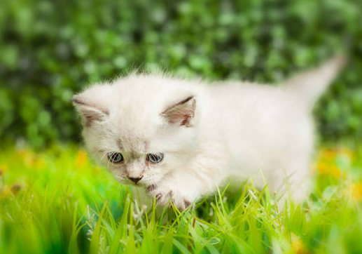 猫咪长相为什么像主人的样子 猫咪长相为什么像主人的样子