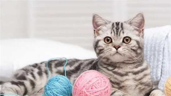 第一次见的猫很粘你为什么