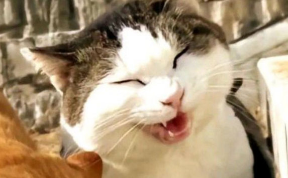 微笑猫原图吓人