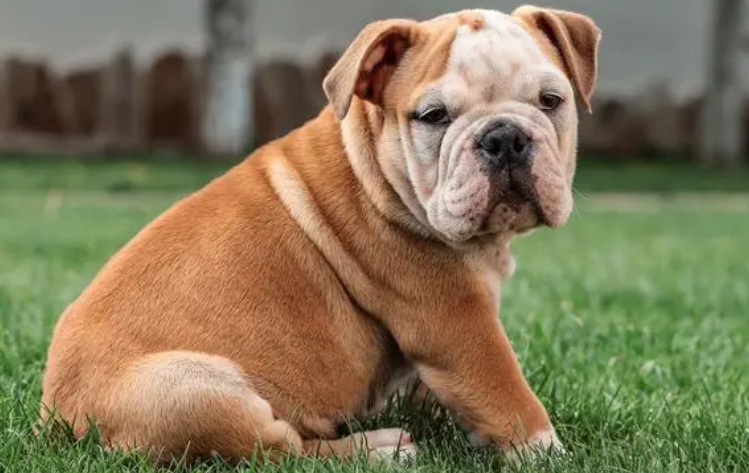 英国斗牛犬如何训练?你知道吗? 英国斗牛犬如何训练?你知道吗?