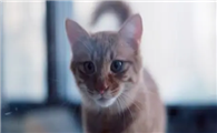 为什么土猫是三角脸？答案揭晓