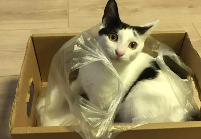 猫咪死了为什么要用袋子装着