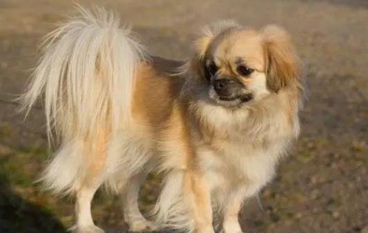 西藏猎犬怎么训练出门随行？要做到什么呢？