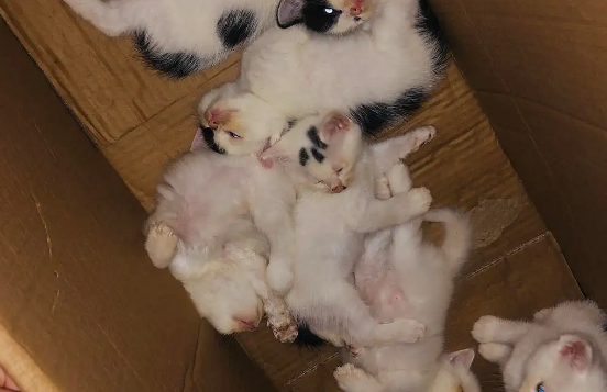 爱心领养猫咪可靠吗