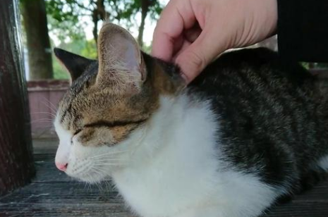猫咪小贴士:猫为什么抓脖子就老实 猫咪小贴士:猫为什么抓脖子就老实