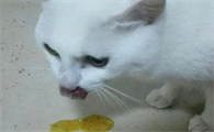 猫吐黄水带沫是怎么回事
