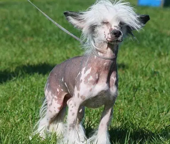 冠毛犬发烧怎么办?正确的救护方法在这里! 冠毛犬发烧怎么办?正确的救护方法在这里!